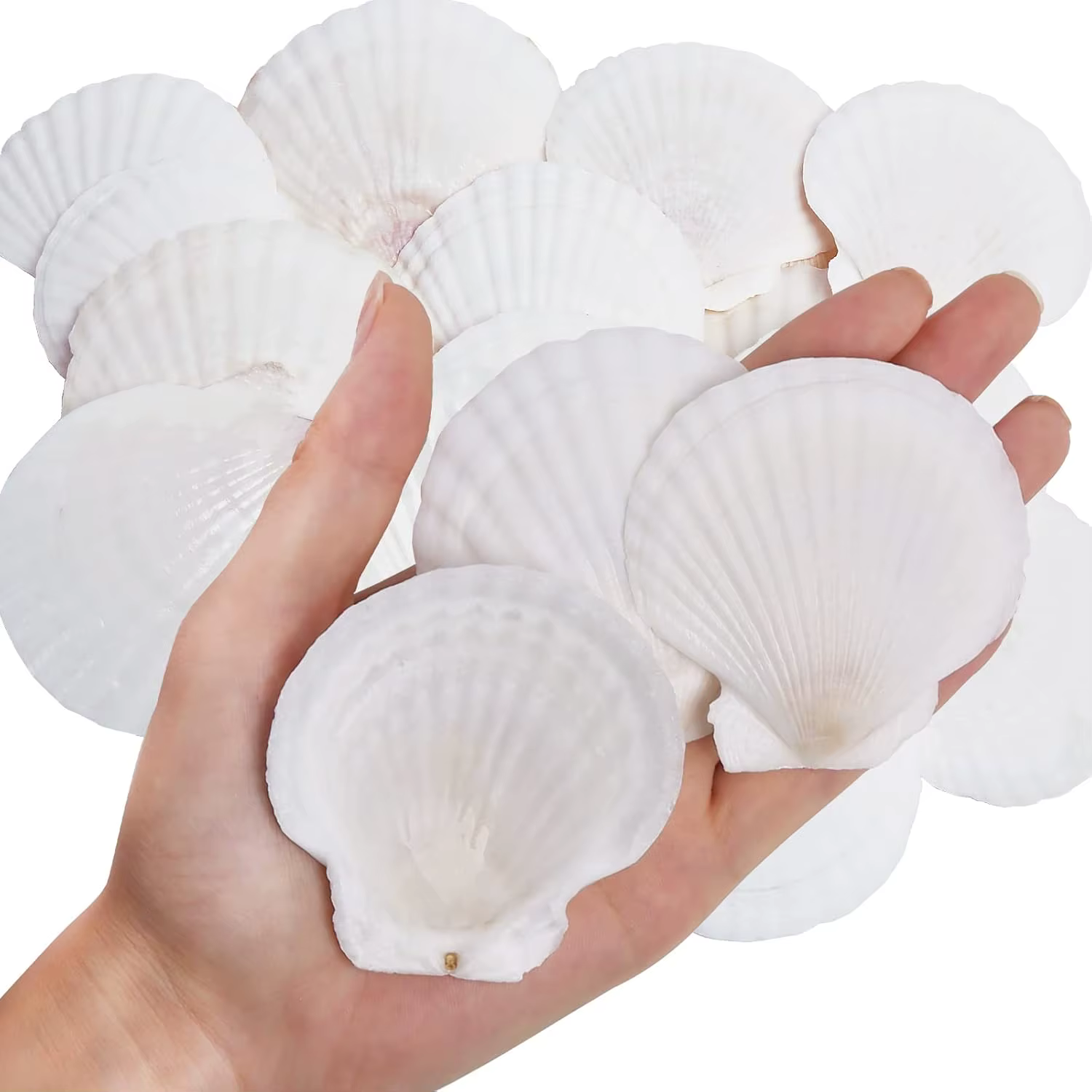 Coquilles de pétoncle naturelles 2.3 ''-3'', coquilles de mer blanches pour la fabrication artisanal