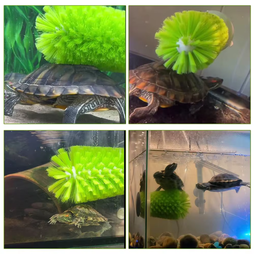 Épurateur coquille de tortue brosse de nettoyage nettoyant orthèse petit Animal plastique tortue aquatique